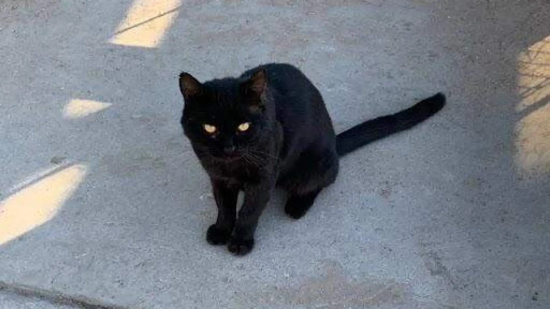 gatito negro